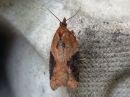 Acleris_laterana_laikkutalvikaariainen_IMG_2248.jpg