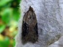 Acleris_laterana_laikkutalvikaariainen_IMG_3436.jpg