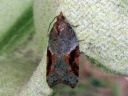 Acleris_laterana_laikkutalvikaariainen_IMG_3872.JPG