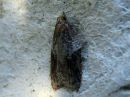 Acleris_laterana_laikkutalvikaariainen_IMG_4044.jpg