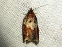 Acleris_laterana_laikkutalvikaariainen_IMG_4150.JPG