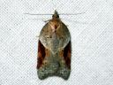 Acleris_laterana_laikkutalvikaariainen_IMG_4598.JPG