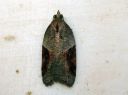 Acleris_laterana_laikkutalvikaariainen_IMG_6572.JPG