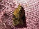 Acleris_laterana_laikkutalvikaariainen_IMG_7986.jpg