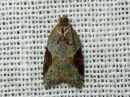 Acleris_laterana_laikkutalvikaariainen_IMG_8965.jpg