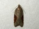 Acleris_laterana_laikkutalvikaariainen_IMG_9660.JPG