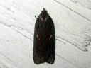 Acleris_lipsiana_harmotalvikaariainen_IMG_0607.JPG