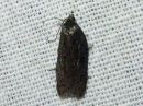 Acleris_lipsiana_harmotalvikaariainen_IMG_0611.jpg