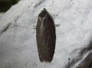 Acleris_lipsiana_harmotalvikaariainen_IMG_0764.jpg