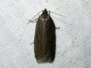 Acleris_lipsiana_harmotalvikaariainen_IMG_2891.JPG