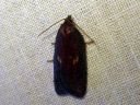 Acleris_lipsiana_harmotalvikaariainen_IMG_7759.JPG