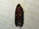 Acleris_lipsiana_harmotalvikaariainen_IMG_8090.JPG