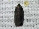 Tiedostonimi=Acleris_lipsiana_harmotalvikaariainen_IMG_8125.jpg
Tiedostokoko=107kt
Koko=600x450
Lisätty=10.04.2018 Acleris_lipsiana_harmotalvikaariainen_IMG_8125.jpg