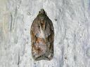 Acleris_logiana_janotalvikaariainen_IMG_4934.JPG