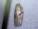 Acleris_logiana_janotalvikaariainen_IMG_6065.jpg