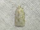 Acleris_logiana_janotalvikaariainen_IMG_6400.jpg