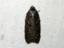 Acleris_maccana_kangastalvikaariainen_IMG_1188.JPG