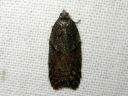 Acleris_maccana_kangastalvikaariainen_IMG_1191.JPG