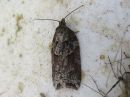 Acleris_maccana_kangastalvikaariainen_IMG_7936.jpg