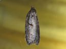 Acleris_maccana_kangastalvikaariainen_IMG_9269.jpg