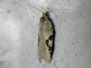 Acleris_notana_metsatalvikaariainen_IMG_0596.jpg