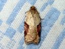 Acleris_notana_metsatalvikaariainen_IMG_2412.JPG