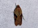 Acleris_notana_metsatalvikaariainen_IMG_4079.jpg