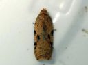 Acleris_notana_metsatalvikaariainen_IMG_6062.JPG