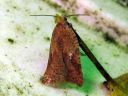 Acleris_notana_metsatalvikaariainen_IMG_6077.JPG