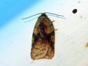 Acleris_notana_metsatalvikaariainen_IMG_7677.JPG