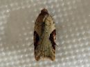 Acleris_notana_metsatalvikaariainen_IMG_8857.jpg