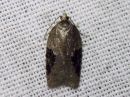 Acleris_obtusana_haapatalvikaaiainen_IMG_1872.jpg