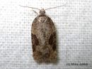 Acleris_obtusana_haapatalvikaariainen_4_5_2016.JPG