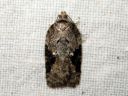 Acleris_obtusana_haapatalvikaariainen_IMG_0350.JPG