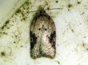 Acleris_obtusana_haapatalvikaariainen_IMG_6610.JPG