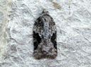 Acleris_obtusana_haapatalvikaariainen_IMG_6618.JPG