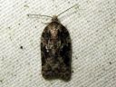 Acleris_obtusana_haapatalvikaariainen_IMG_6709.JPG