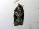 Acleris_obtusana_haapatalvikaariainen_IMG_6780.JPG