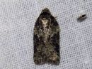 Acleris_obtusana_haapatalvikaariainen_IMG_8935.jpg