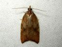 Acleris_rhombana_verkkotalvikaariainen_IMG_0357.JPG