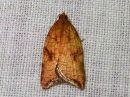 Acleris_rhombana_verkkotalvikaariainen_IMG_2400.jpg