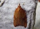 Acleris_rhombana_verkkotalvikaariainen_IMG_2474.jpg