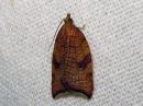 Acleris_rhombana_verkkotalvikaariainen_IMG_2612.jpg