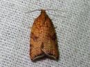 Acleris_rhombana_verkkotalvikaariainen_IMG_2629.jpg