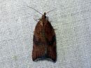 Acleris_rhombana_verkkotalvikaariainen_IMG_2832.jpg