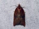 Acleris_rhombana_verkkotalvikaariainen_IMG_2848.jpg