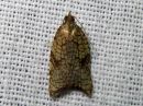 Acleris_rhombana_verkkotalvikaariainen_IMG_3360.jpg