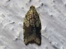 Acleris_rhombana_verkkotalvikaariainen_IMG_4001.jpg