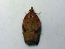 Acleris_rhombana_verkkotalvikaariainen_IMG_7071.jpg