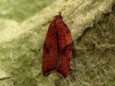 Acleris_rhombana_verkkotalvikaariainen_IMG_7198.JPG